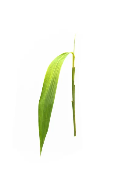 Close Bamboo Leaves Isolated White Background Clipping Path — ストック写真