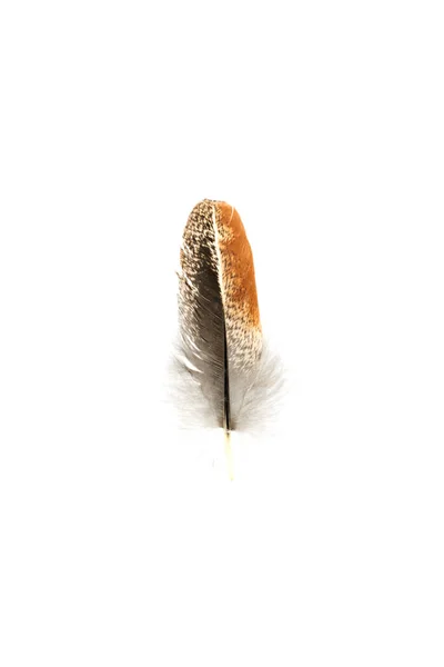 真正的羽毛照片 特写羽毛褐色黑色美丽的孤立在白色的背景上 — 图库照片