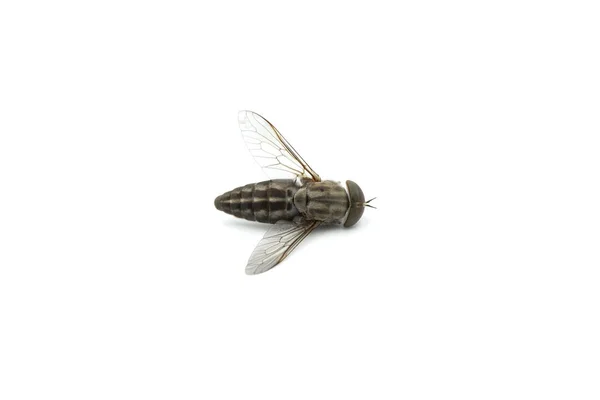 在白色的背景上被隔离的大型褐色小苍蝇 吸血的昆虫会咬人并造成很大的疼痛 它们看起来像大苍蝇 飞的很大声 也是重要的花授粉者 — 图库照片