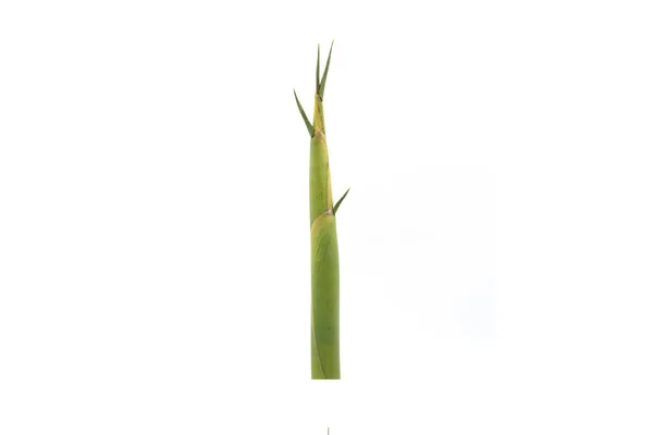 クローズアップ白い背景に隔離された野菜を撮る竹 — ストック写真