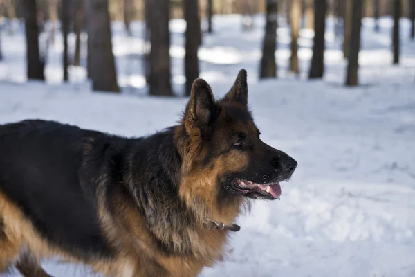 Perro pastor alemán en un bosque de invierno —  Fotos de Stock