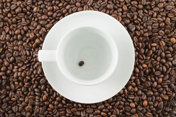 Single coffee bean inside a cup