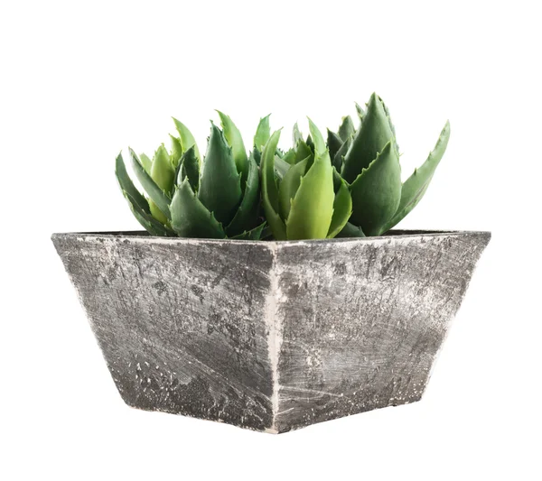 Aloe hus växt i en pott, isolerade — Stockfoto