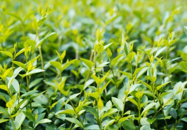 yakın çekim yeşil çalı yaprakları