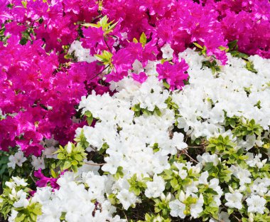 kompozisyon bir çiçek