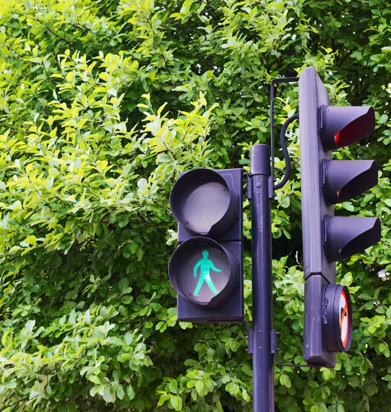 Светофор на фоне зеленого дерева — стоковое фото