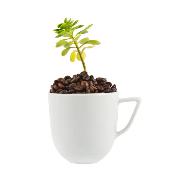 Green plant growing from the cup — Stock Photo, Image