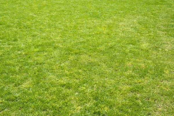 Green grass field — Stock Photo, Image