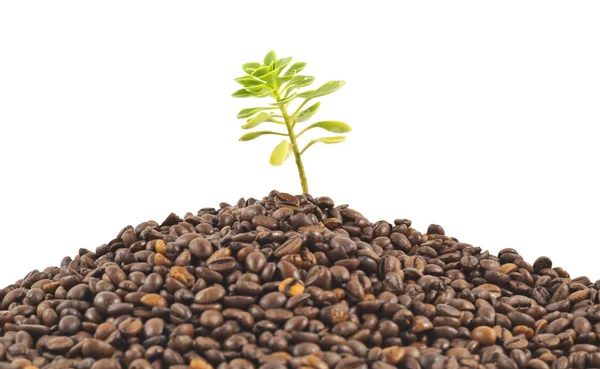 Groene plant groeit van de koffie bonen — Stockfoto