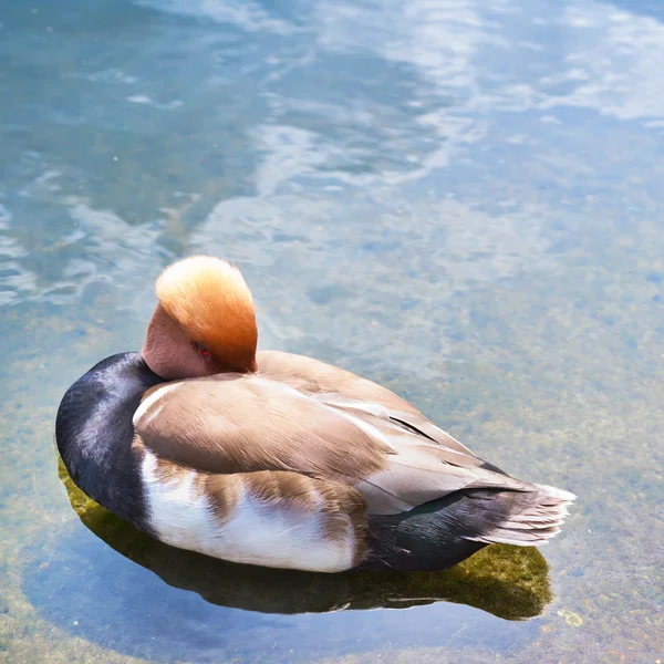 Burung unggas air di kolam air — Stok Foto