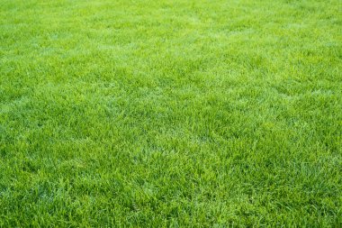 Green grass field clipart