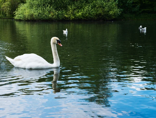 Swan in a water pond — Stock Photo, Image