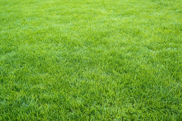 Green grass field