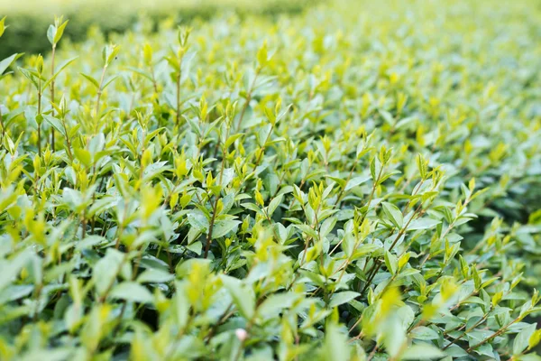 Green close-up bush leaves — Stock Photo, Image