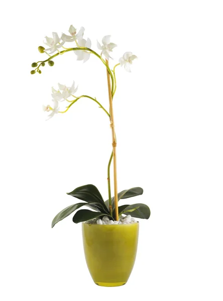 Біла квітка орхідей ізольована — стокове фото