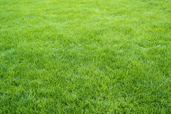 Campo di erba verde — Foto Stock