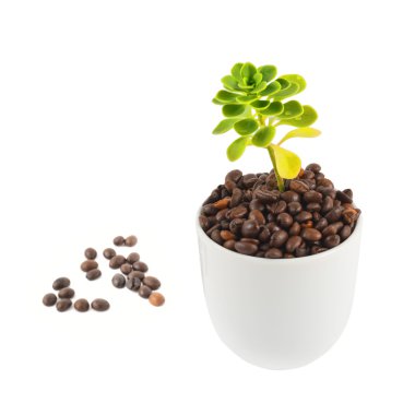 Bardaktan büyüyen yeşil bitki