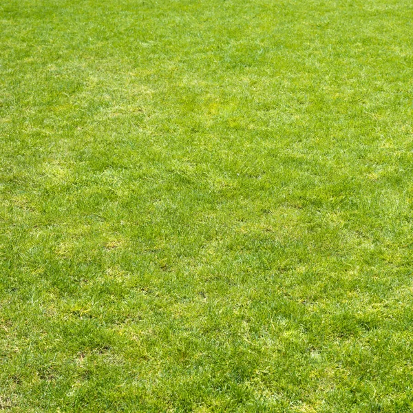 Campo di erba verde — Foto Stock