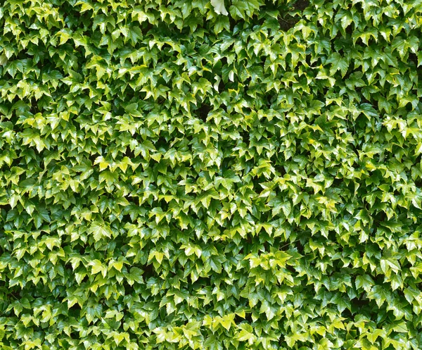 Parthenocissus tendril climbing decorative plant — Stock Photo, Image