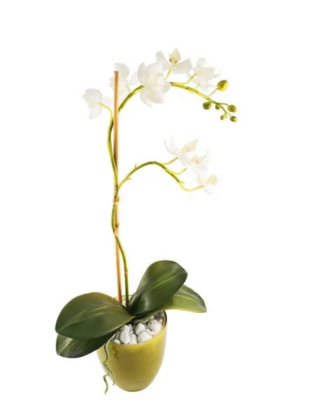 Orchidaceae flor orquídea branca isolada — Fotografia de Stock