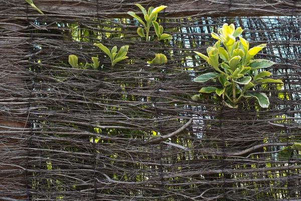 Зелене листя зростаючий думки плетені стінки — стокове фото