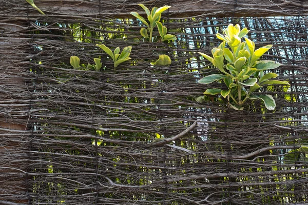 Green leaves growing throught wicker wall — Stock Photo, Image