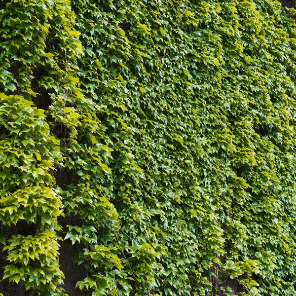 Parthenocissus 덩굴 손 장식 식물을 등반 — 스톡 사진