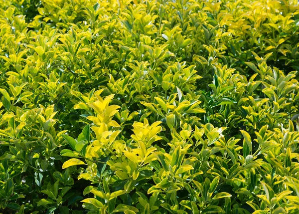 Green close-up bush leaves — Stock Photo, Image