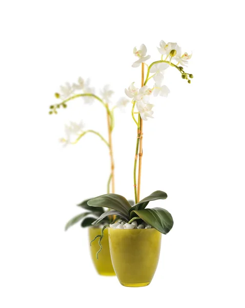 Vit orchidaceae orkidé blomma isolerade — Stockfoto