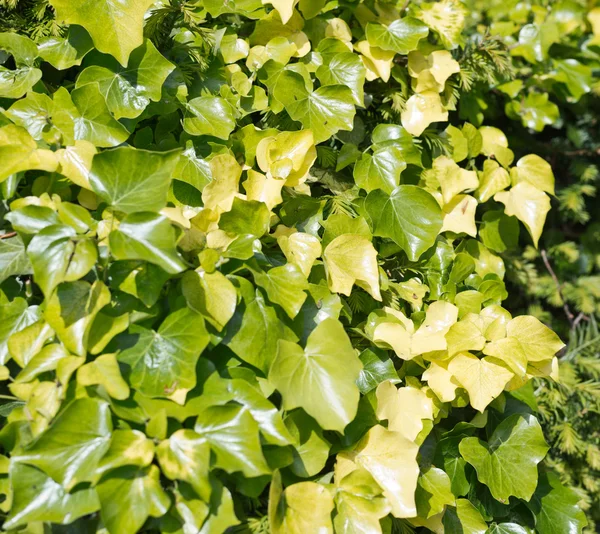 Green close-up bush leaves — Stock Photo, Image