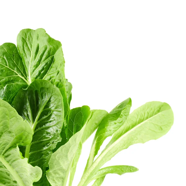 Roman salad lettuce leaves — Stock Photo, Image