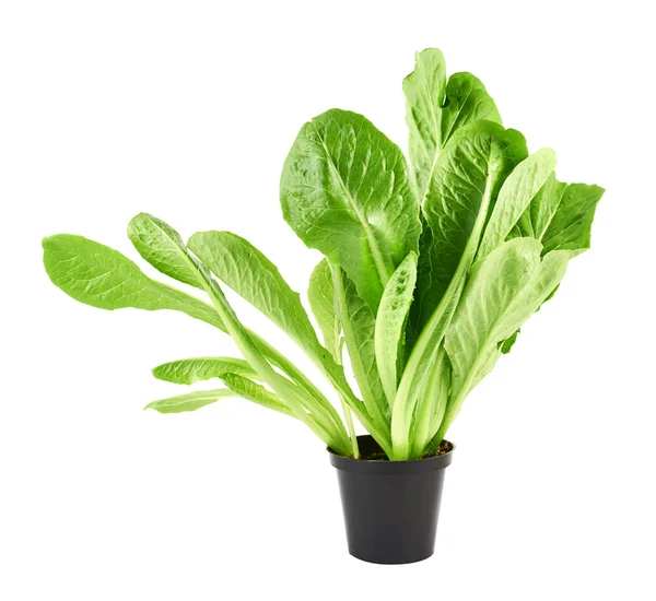 Roman salad lettuce leaves isolated — Stock Photo, Image