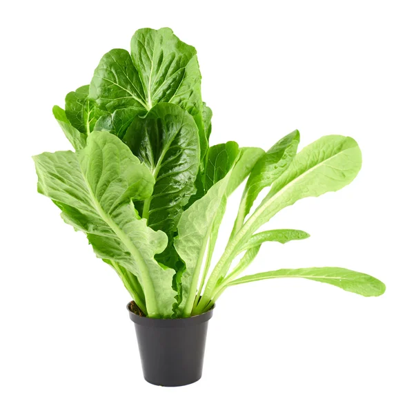 Roman salad lettuce leaves isolated — Stock Photo, Image