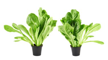 izole Roma Salata marul yaprakları