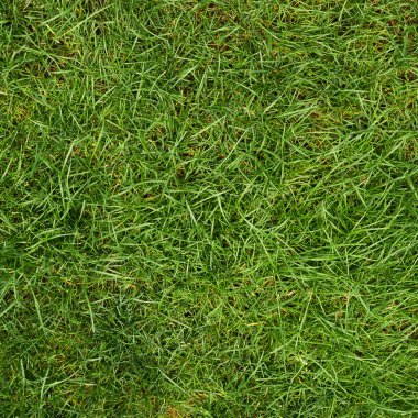 yeşil çim dokusu