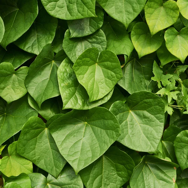 Surface couverte de feuilles de lierre — Photo