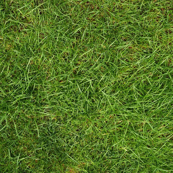 Textura de grama verde — Fotografia de Stock