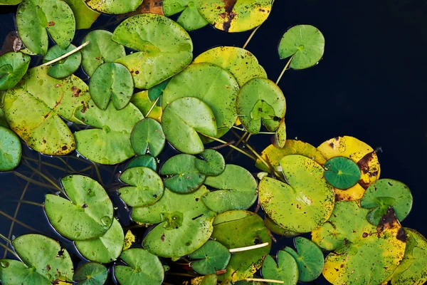 Water lily nymphaea leaves — Stock Photo, Image