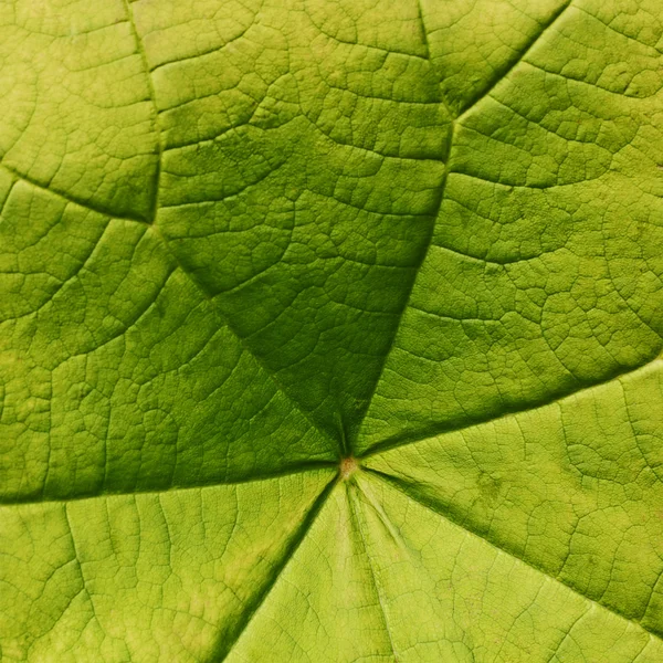 Green leave close-up — Stock Photo, Image
