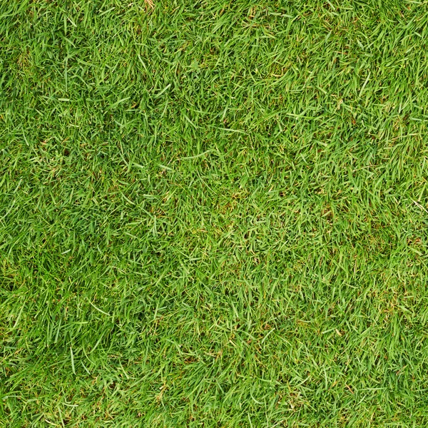 yeşil çim dokusu