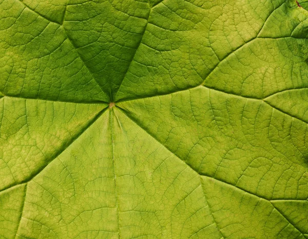 Green leave close-up — Stock Photo, Image
