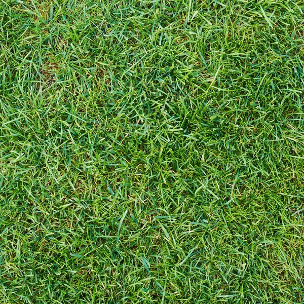 Fresh green grass texture — Stock Photo, Image