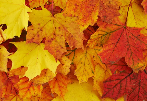 Terreno coperto di foglie autunnali Fotografia Stock