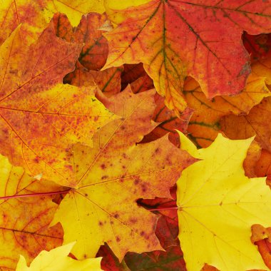 sonbahar yaprakları ile kaplı zemin