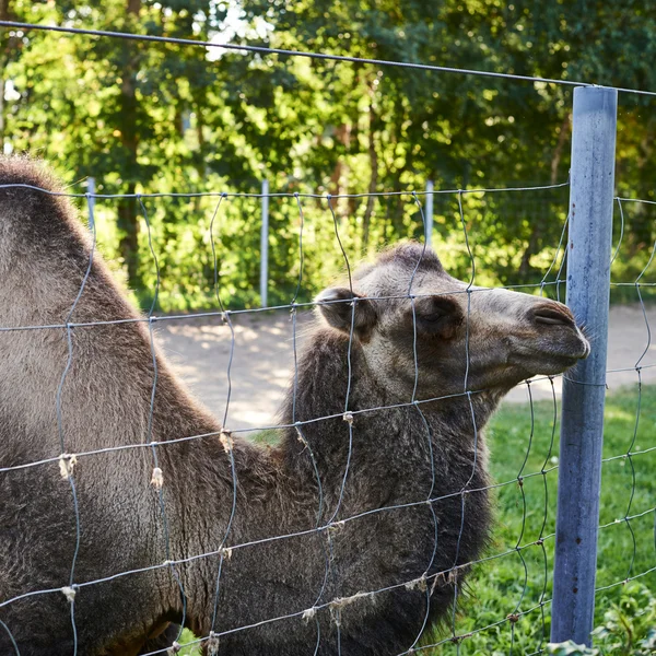 Baktrisches Kamel hinter dem Drahtzaun — Stockfoto