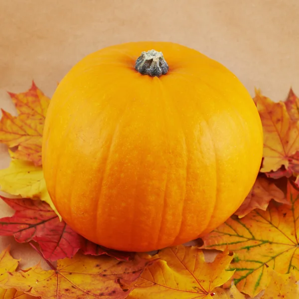 Orange pumpkin against maple-leaf background — Stock Photo, Image