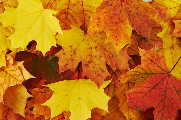 Ground covered with autumn leaves — Stock Photo, Image