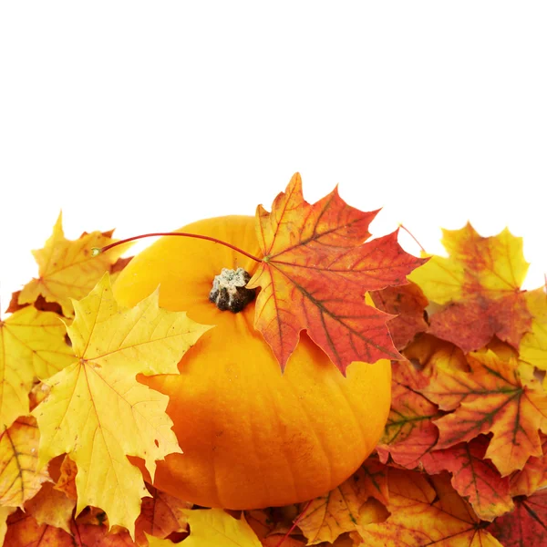 Orange pumpkin against maple-leaf composition — Stock Photo, Image