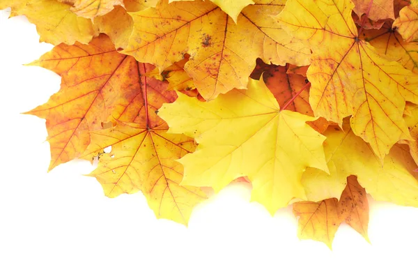 Maple-leaf leaves composition — Stock Photo, Image