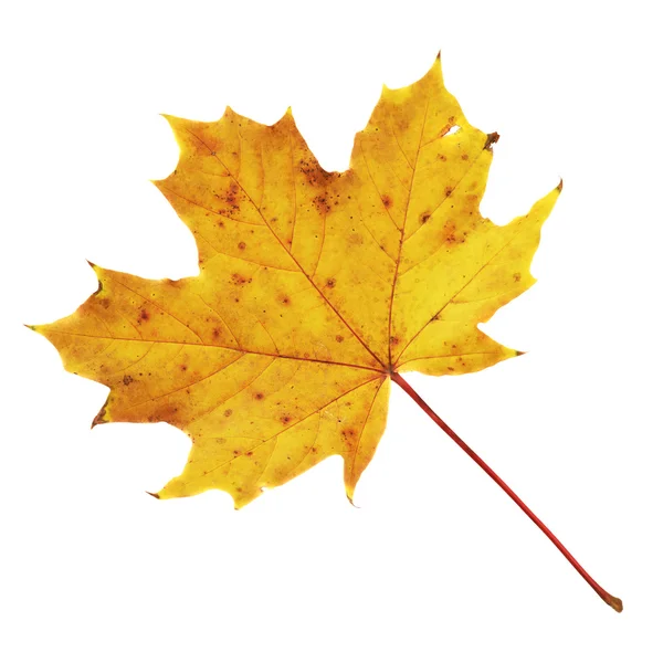 Maple-leaf isolated over white — Stock Photo, Image